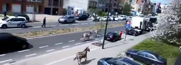 Ζέβρες στους δρόμους… των Βρυξελλών- ΒΙΝΤΕΟ