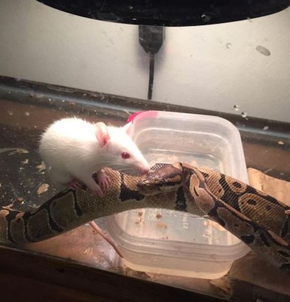 Ο πύθωνας που έγινε φίλος με το… “φαγητό” του – ΦΩΤΟ