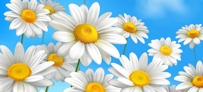 Το χαμομήλι μειώνει τις πιθανότητες εμφάνισης καρκίνου του θυρεοειδούς