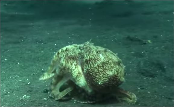 Το χταπόδι “κλέφτης” – ΒΙΝΤΕΟ