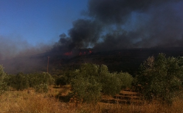 Πυρκαγιά στις Βαρδάτες Λαμίας – ΦΩΤΟ