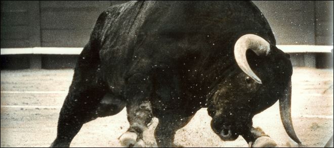 “Πόλεμος” στη Λέσβο-απαγόρευσαν το αρχαίο έθιμο της ταυροθυσίας