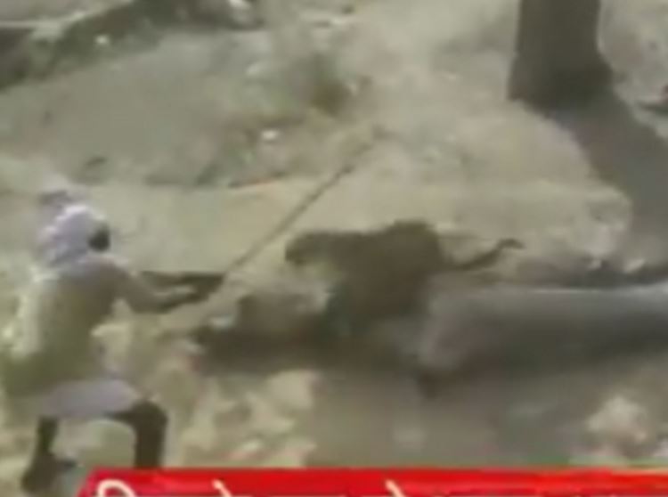 Αντιμετώπισε λεοπάρδαλη με ένα ξύλο – ΒΙΝΤΕΟ