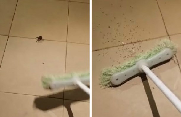 Δείτε τι μπορεί να συμβεί όταν σκοτώσεις μια θηλυκή αράχνη – ΒΙΝΤΕΟ
