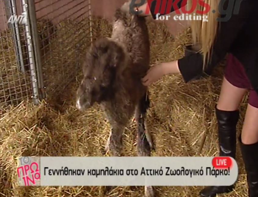 O Λιάγκας μάτιασε την καμήλα – ΒΙΝΤΕΟ