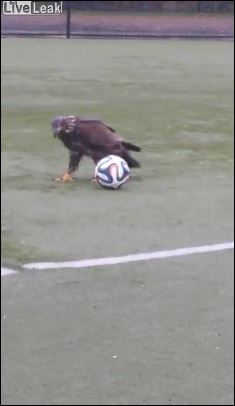 Ένας αετός… Μέσι – ΒΙΝΤΕΟ