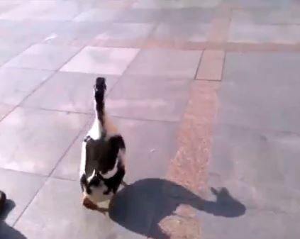 Βγήκε για περίπατο με την… πάπια του – ΒΙΝΤΕΟ