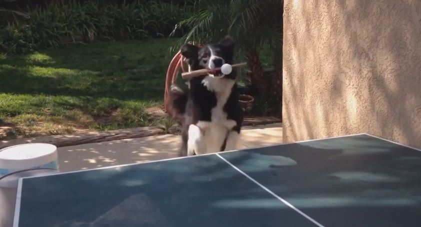 Αυτός ο σκύλος πιάνει το μπαλάκι με ρακέτα – ΒΙΝΤΕΟ