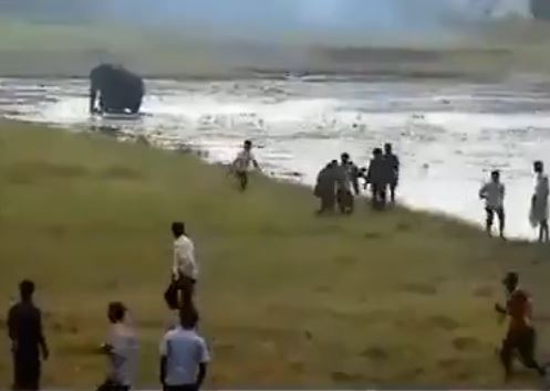 Η δολοφονική επίθεση του ελέφαντα – ΒΙΝΤΕΟ