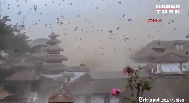 Η αντίδραση των πουλιών την ώρα του σεισμού στο Νεπάλ- ΒΙΝΤΕΟ