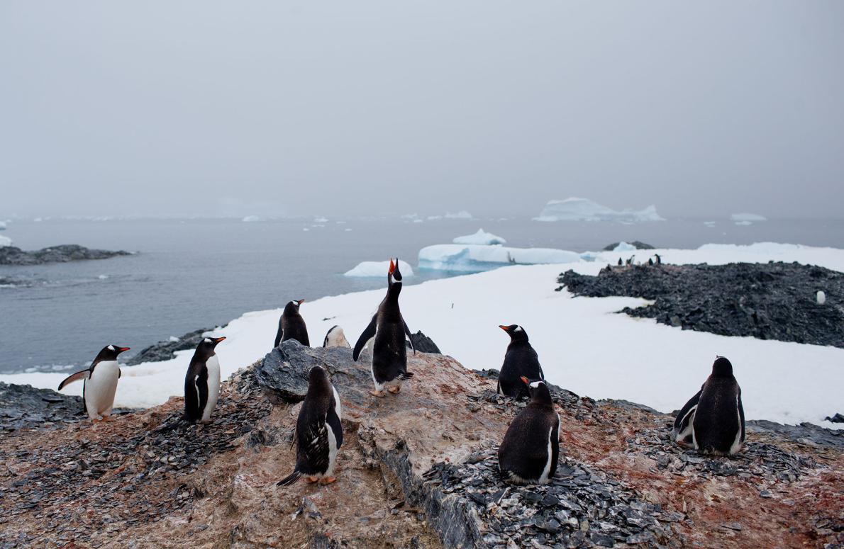 Ρεκόρ υψηλότερης θερμοκρασίας στην Ανταρκτική
