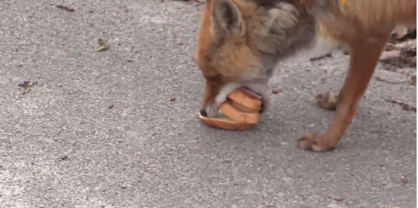 Αλεπού φτιάχνει σάντουιτς στο Τσέρνομπιλ – ΒΙΝΤΕΟ
