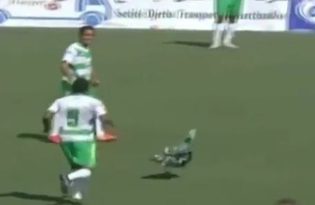 Γαλοπούλα “εισβολέας” – ΒΙΝΤΕΟ