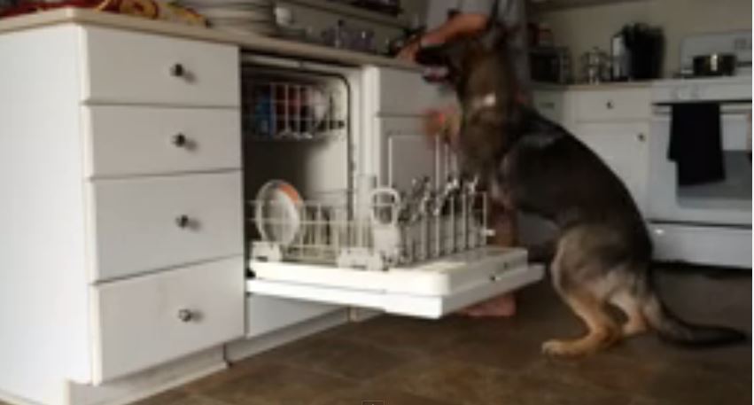 Ο σκύλος που βοηθάει στο πλύσιμο των πιάτων – ΒΙΝΤΕΟ