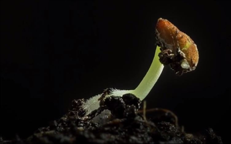 Η “έκρηξη” της Άνοιξης σε 2 λεπτά – ΒΙΝΤΕΟ