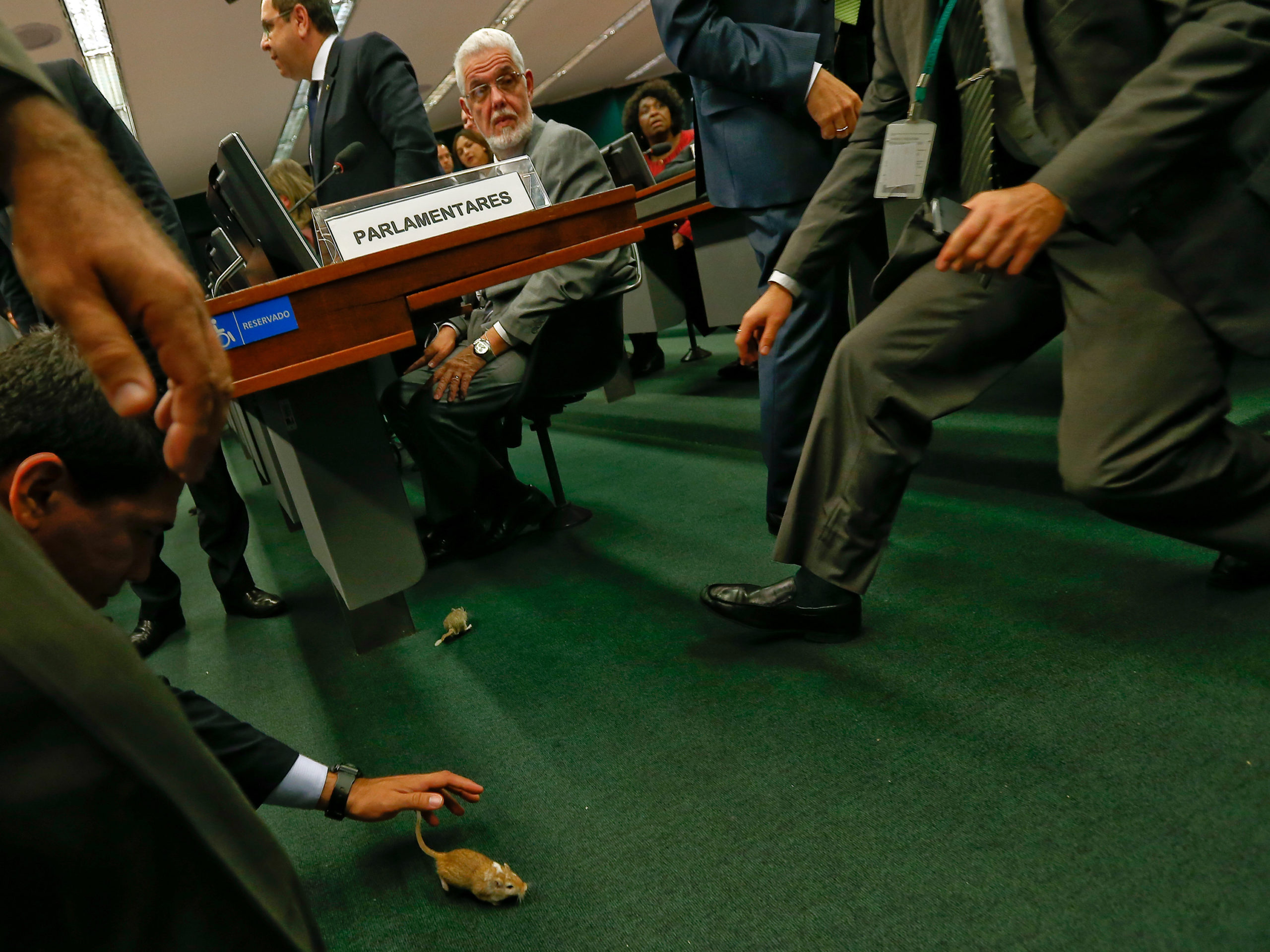 Ποντίκια… στη Βουλή της Βραζιλίας – ΒΙΝΤΕΟ