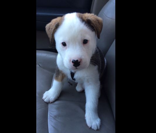 Τι εκνεύρισε αυτό το κουτάβι; – ΒΙΝΤΕΟ