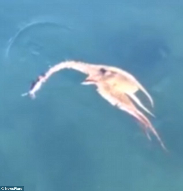 Δεν ξέφυγε από τα πλοκάμια του χταποδιού – ΒΙΝΤΕΟ