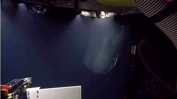 Η “σέλφι” μιας φάλαινας φυσητήρα – ΒΙΝΤΕΟ