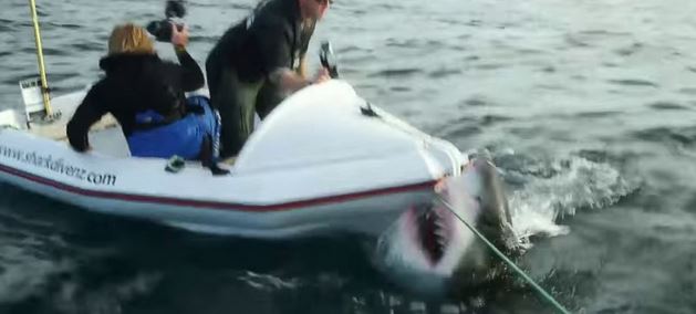 Ο λευκός καρχαρίας επιτέθηκε σε τηλεοπτικό συνεργείο – ΒΙΝΤΕΟ