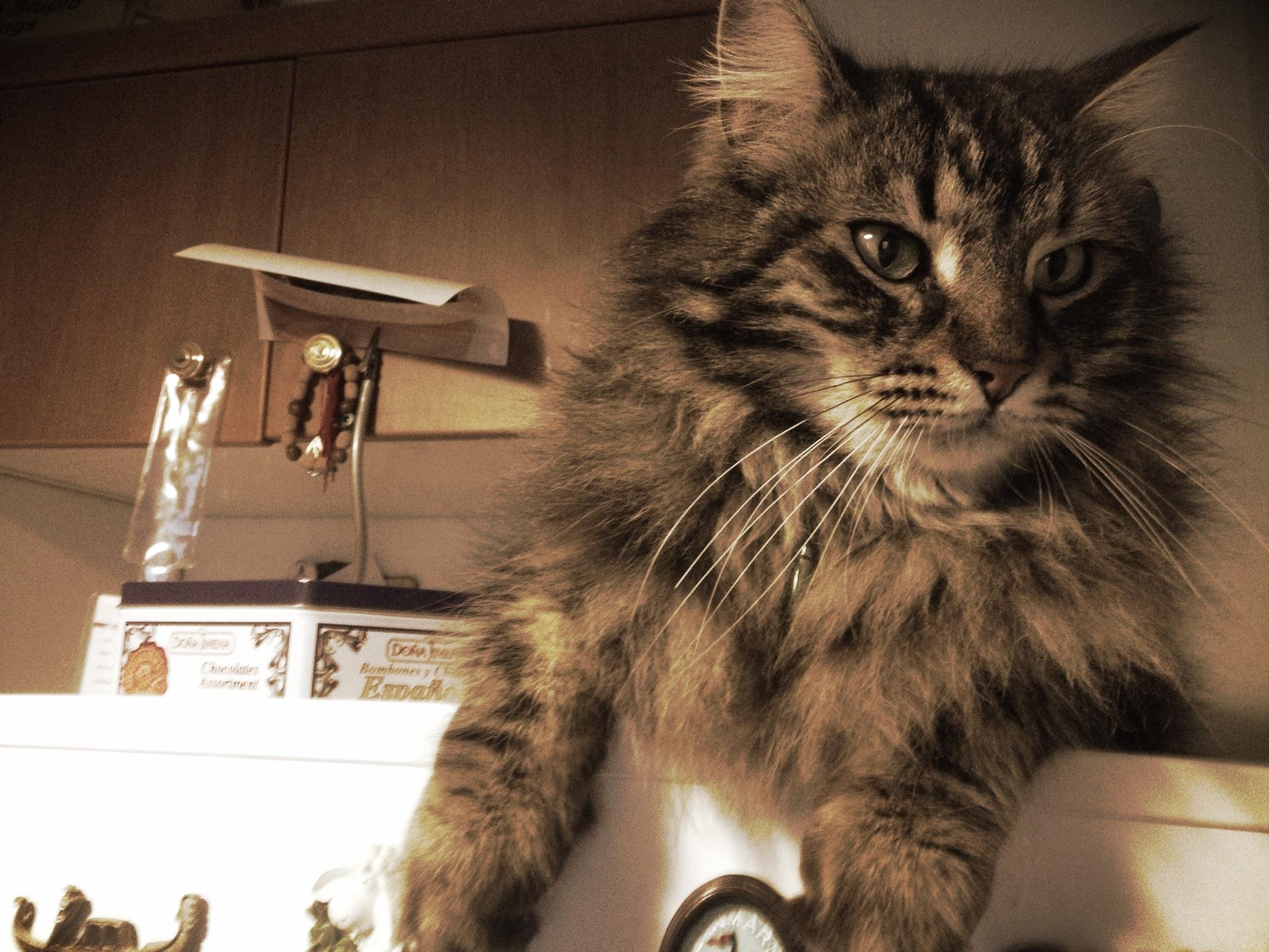 Ο βουλευτής που βρήκε το γάτο του μετά από… 33 ημέρες – ΦΩΤΟ