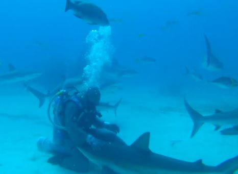 Κολυμπώντας με τους καρχαρίες – ΒΙΝΤΕΟ