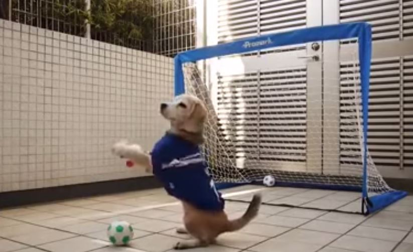 Ο τετράποδος… Μπουφόν – ΒΙΝΤΕΟ