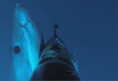 Εντυπωσιακή επίθεση λευκού καρχαρία σε ρομποτική κάμερα – ΒΙΝΤΕΟ
