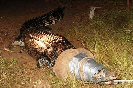 Έπιασαν γιγάντιο κροκόδειλο στην Αυστραλία – ΒΙΝΤΕΟ