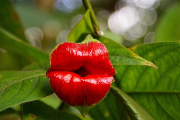 Το φυτό με τα… σαρκώδη χείλη – ΦΩΤΟ