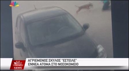 Πίτμπουλ έστειλε εννέα άτομα στο νοσοκομείο – ΒΙΝΤΕΟ