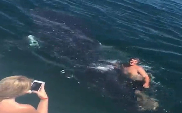 Κολυμπώντας με έναν φαλαινοκαρχαρία – ΒΙΝΤΕΟ