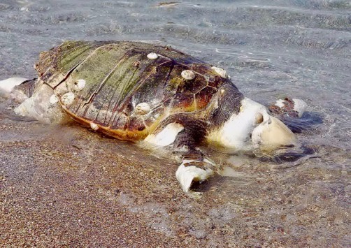 Νεκρή χελώνα καρέττα – καρέττα στην Αλεξανδρούπολη