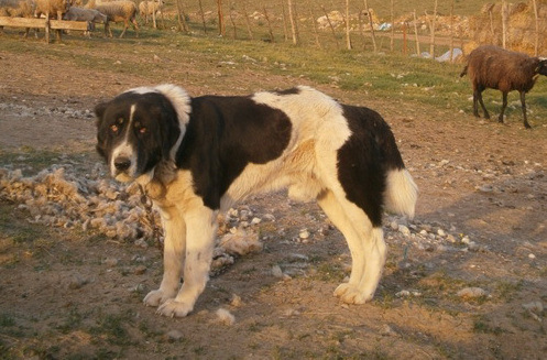 Δηλητηρίασαν 26 σκύλους στην Ελασσόνα