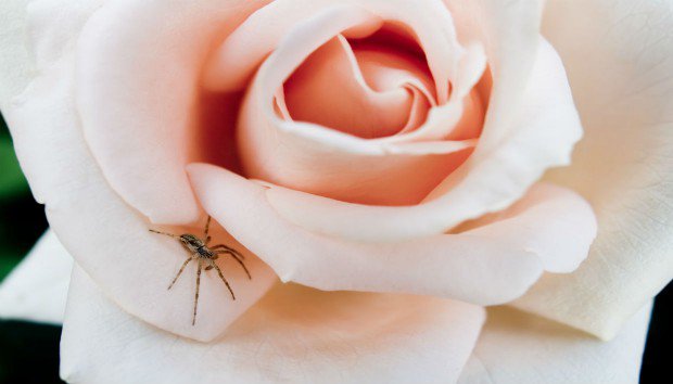 3 σημεία που αγαπούν οι αράχνες αλλά ξεχνάτε να καθαρίσετε