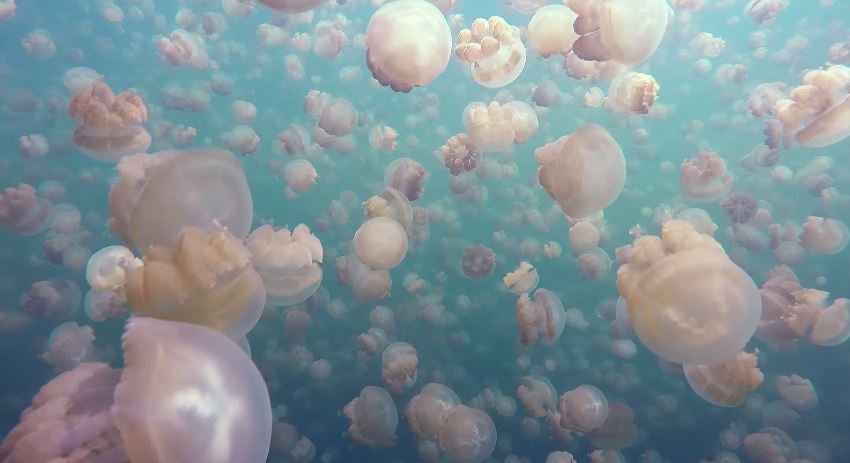 Βουτιά σε λίμνη γεμάτη… μέδουσες – ΒΙΝΤΕΟ