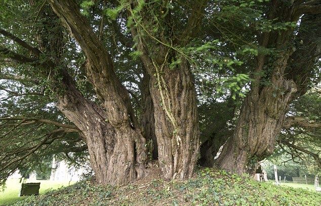 Πεθαίνει το αρχαιότερο δέντρο της Βρετανίας;