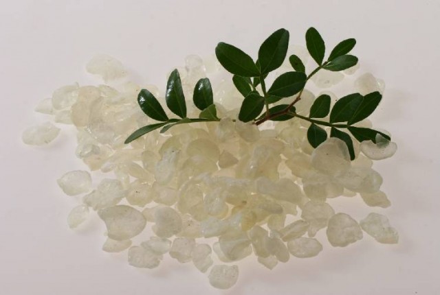 Μαστίχα Χίου – Σημαντικά οφέλη για την υγεία