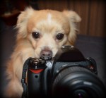 Φωτογραφική μηχανή μόνο για σκύλους- ΒΙΝΤΕΟ