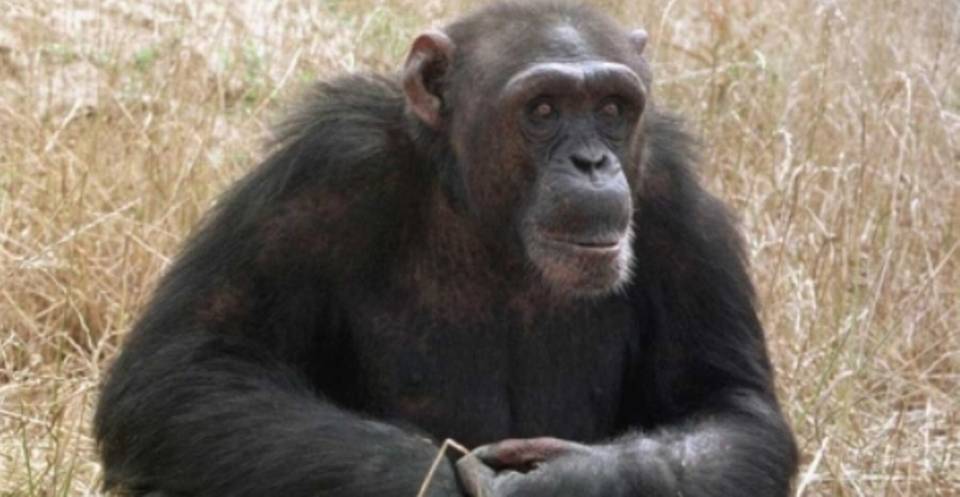 Σάλος στην Ισπανία από την εκτέλεση ενός χιμπατζή