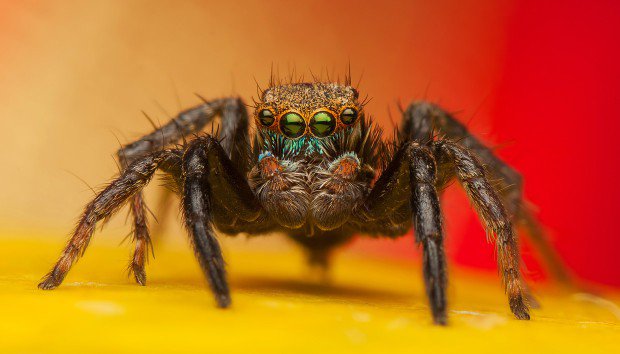 5 τρόποι για να κρατήσετε τα ζωύφια μακριά από το σπίτι σας