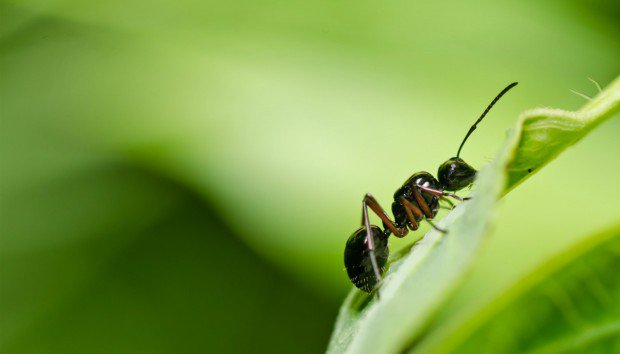 3 φυσικοί τρόποι για να εξαφανίσετε τα μυρμήγκια
