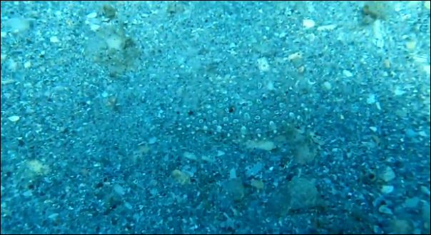 Εκπληκτικό καμουφλάζ ψαριού στο βυθό – ΒΙΝΤΕΟ