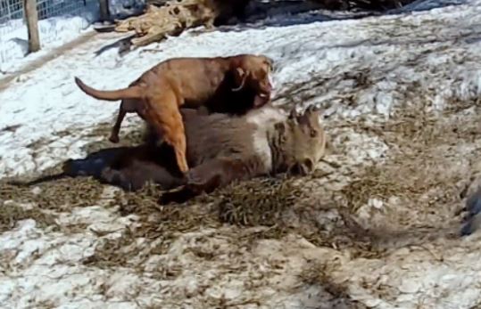 Η παράξενη φιλία ανάμεσα σε μια αρκούδα και έναν σκύλο – ΒΙΝΤΕΟ