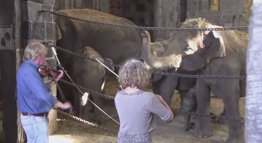 Ελέφαντες χορεύουν ακούγοντας… βιολί – ΒΙΝΤΕΟ