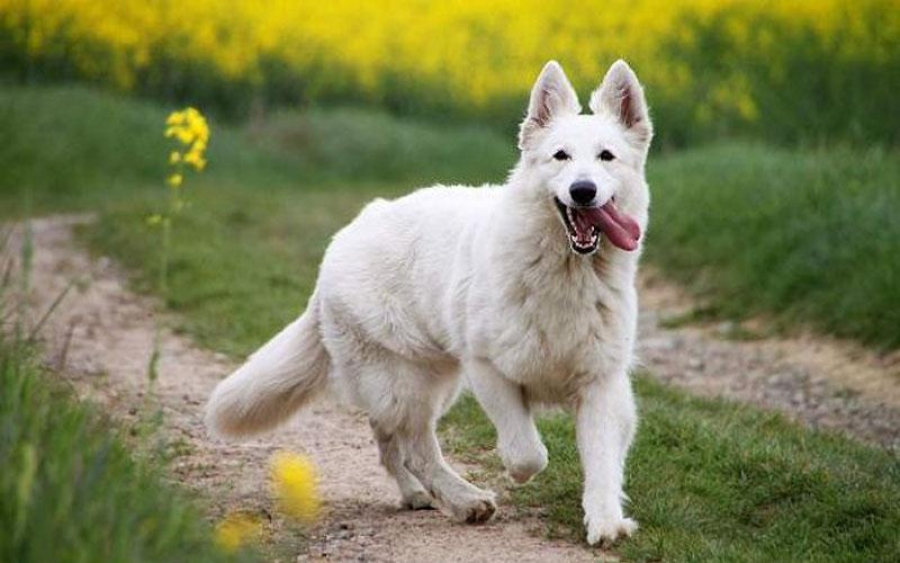 Πυροβόλησε το σκυλάκι που μπήκε στο κτήμα του