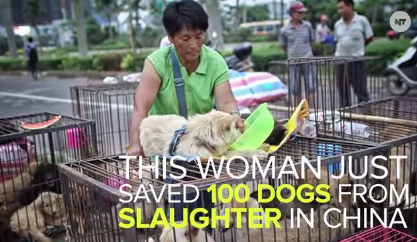 Η 65χρονη ηρωίδα που σώζει σκύλους από το σφαγείο – ΒΙΝΤΕΟ