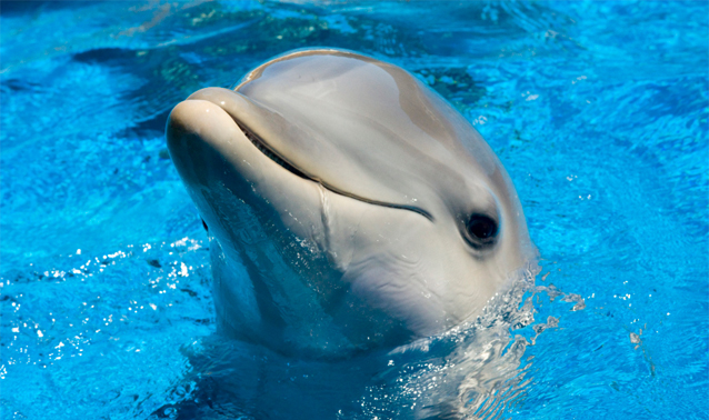 17 χελώνες και 4 δελφίνια νεκρά στις ελληνικές θάλασσες