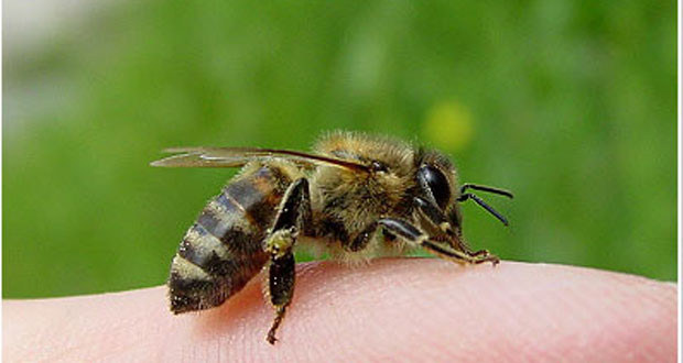 Eπέζησε έπειτα από 500 με 1.000 τσιμπήματα από μέλισσες