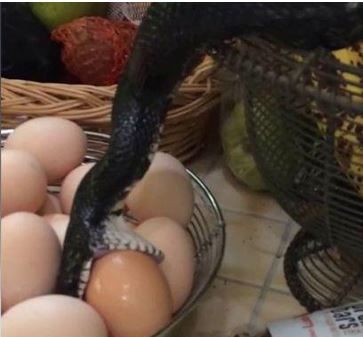 Φίδι καταπίνει αυγό σε… κουζίνα – ΒΙΝΤΕΟ